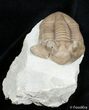 Molting Asaphus Cornutus Trilobite #2791-4